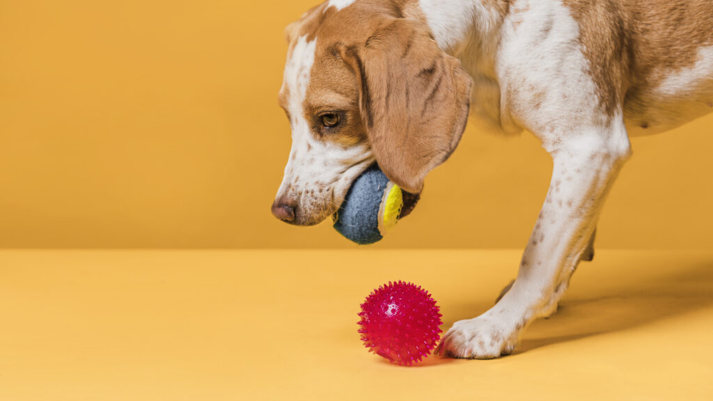 Dog toys to keep your pet happy and engaged