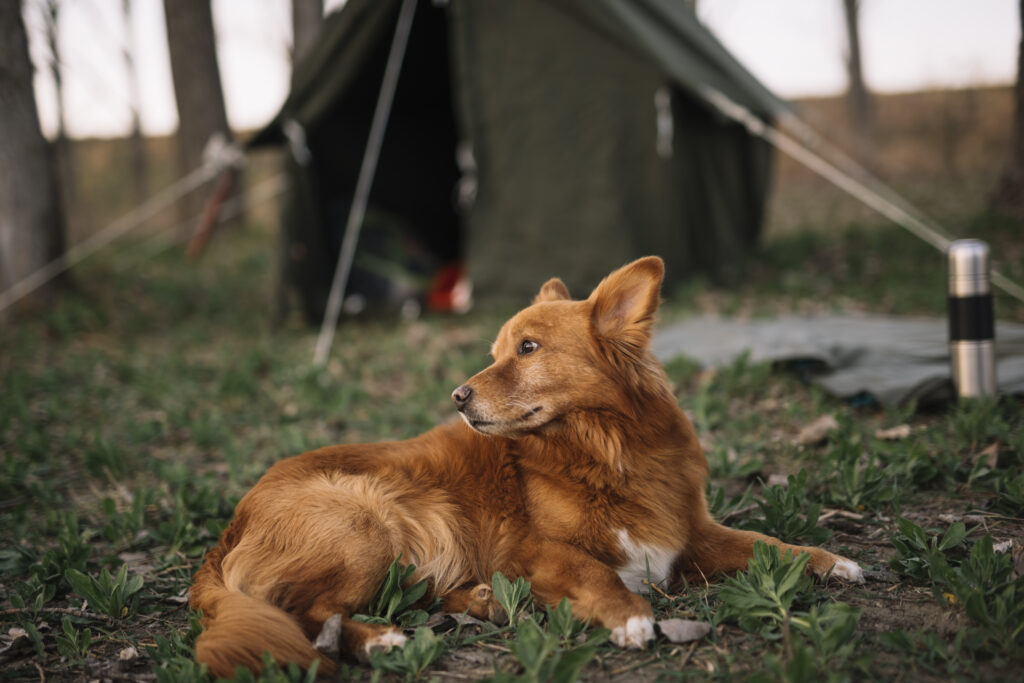 Acquaint your pet to stay in a tent on the camping site