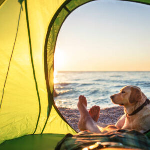 Camping With Pets