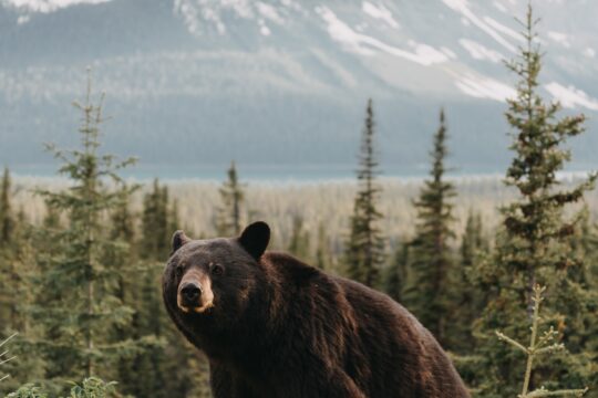 “A bear in the wild forest, representing wildlife safety tips for campers in the blog Wild Encounters Made Easy: A Friendly Camper’s Handbook’.